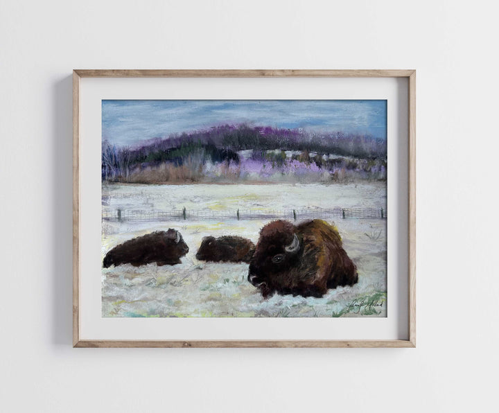 Bison resting in the snow in this giclee print in a wood frame with a white mat.