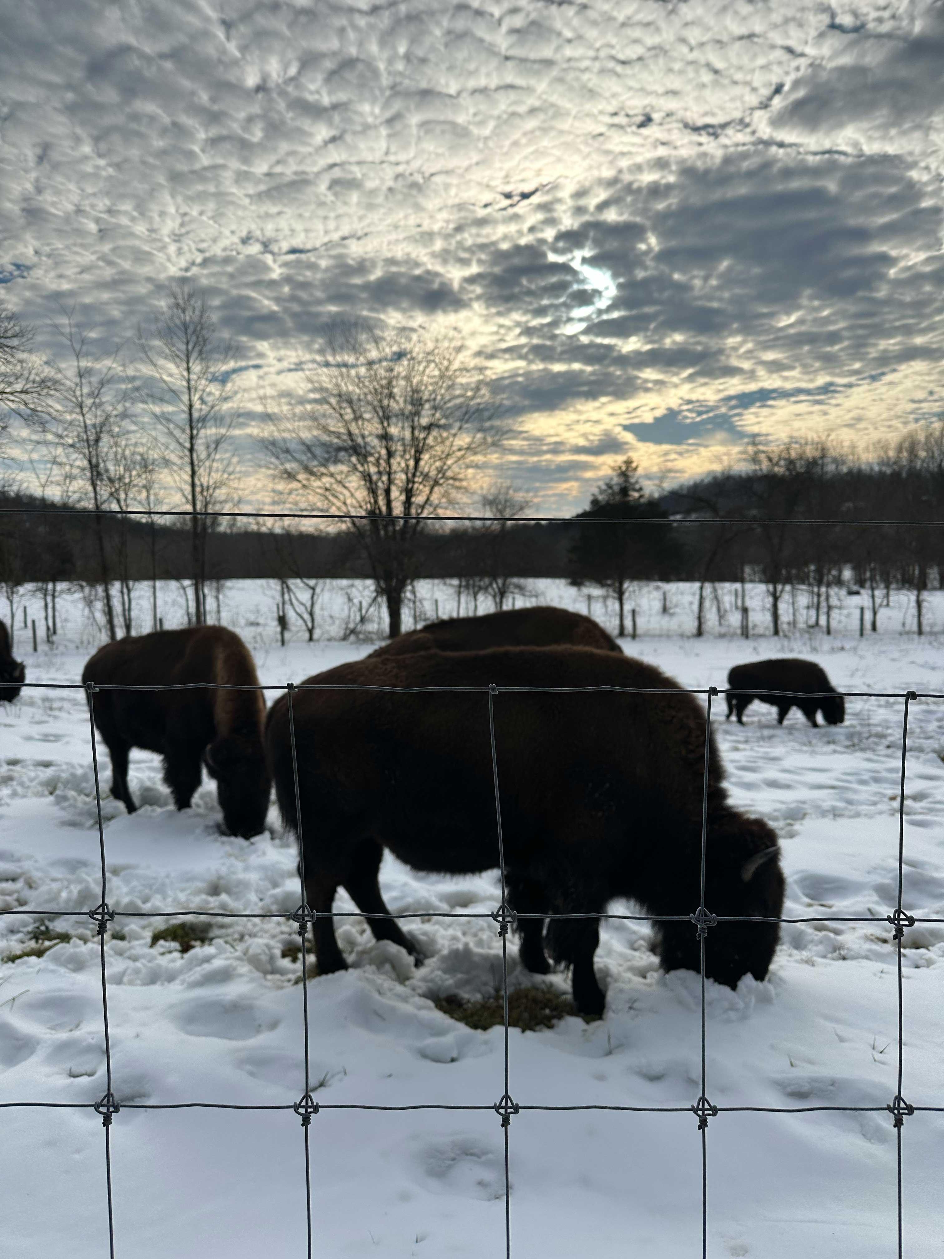 A photo of of the beautiful winter sky behind a bison calf, cow and bull as they graze for green grass in the winter snow.