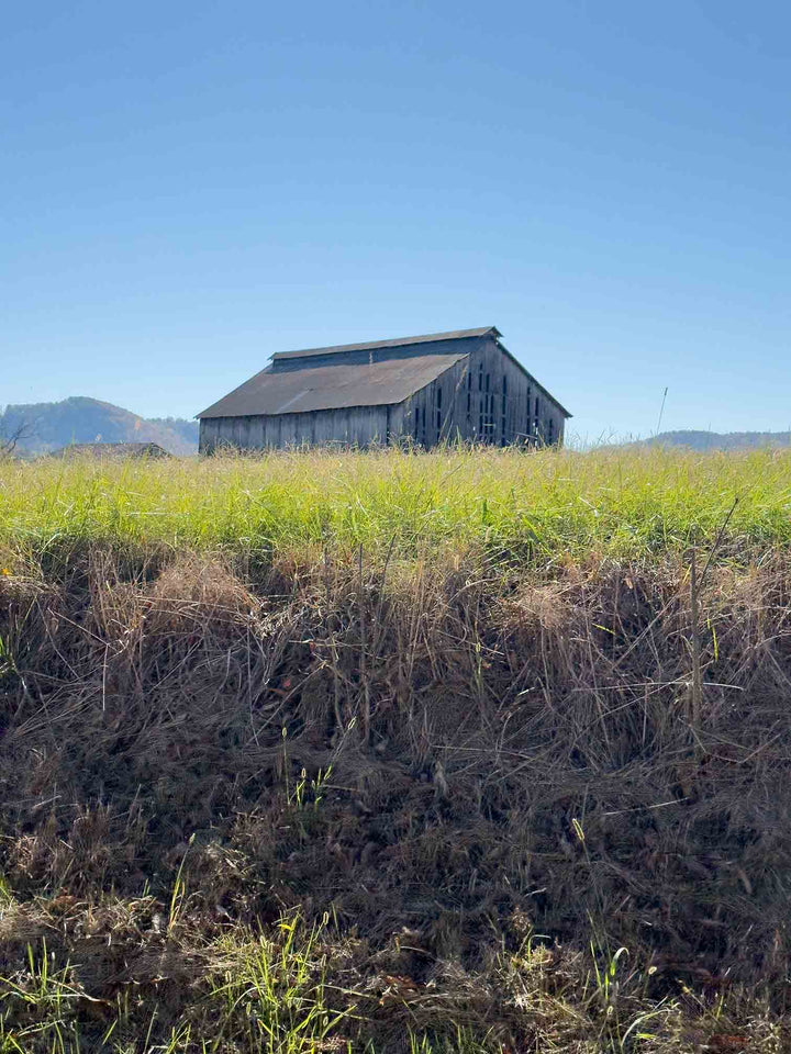 The reference photo the artist Jennifer Millard used for the "Old Tobacco Barn" painting.
