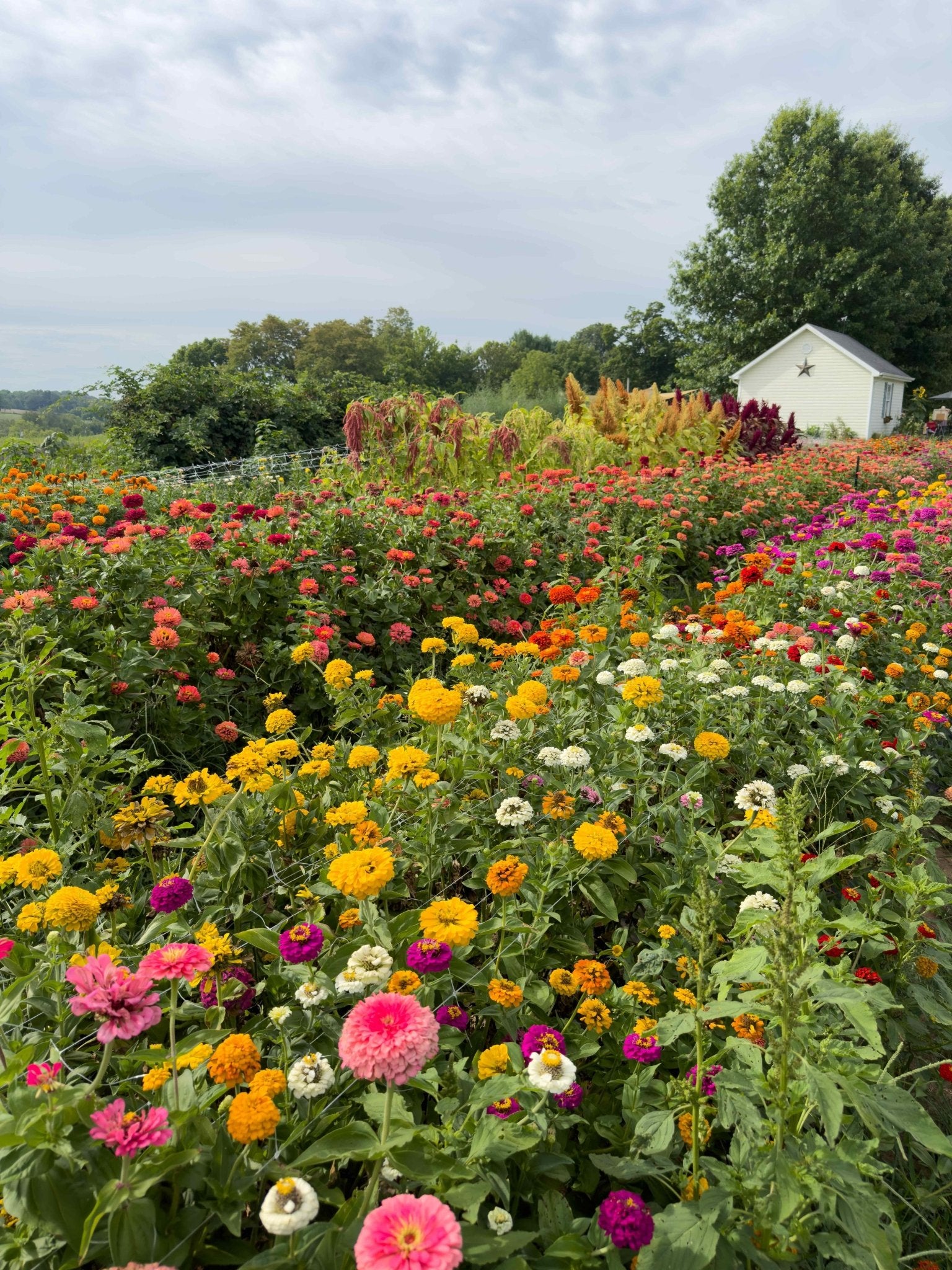 A view of the colorful zinnias at this Kentucky flower farm.