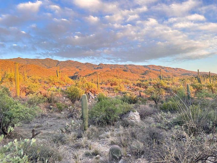 A photo of a beautiful sunset reflects off the Rincon Mountains in east of Tucson, Arizona.
