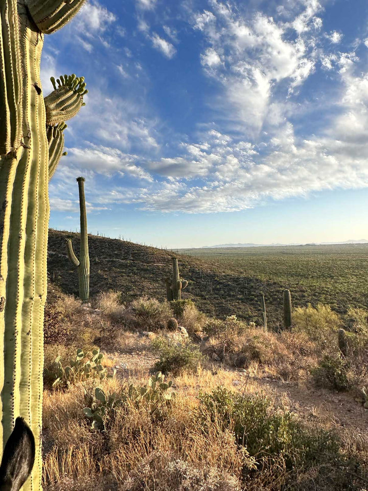 A photo of the desert landscape taken by Jennifer Millard to use for reference.