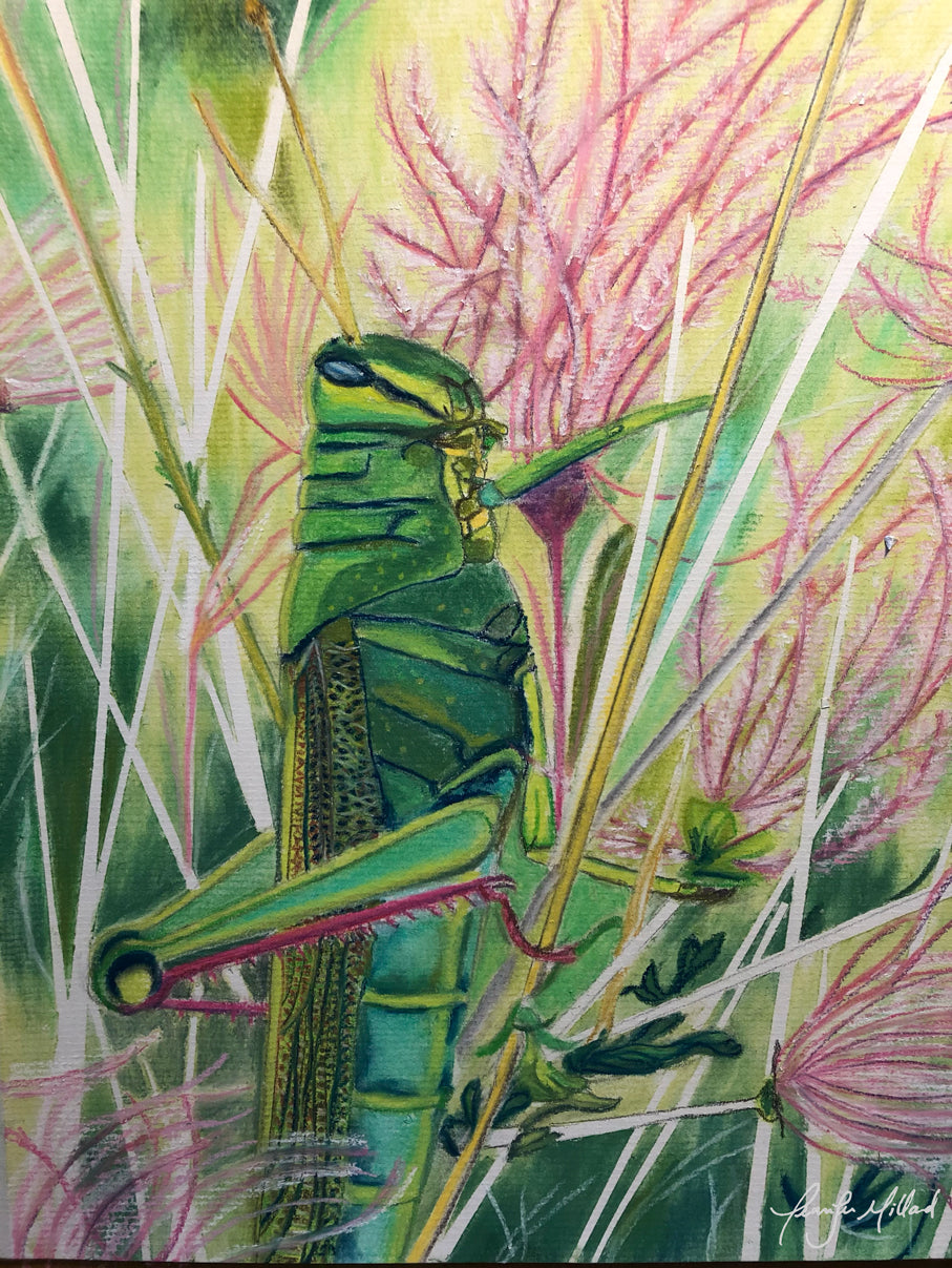 Soft pastel painting of a bright green grasshopper in wild pink muhly grass.